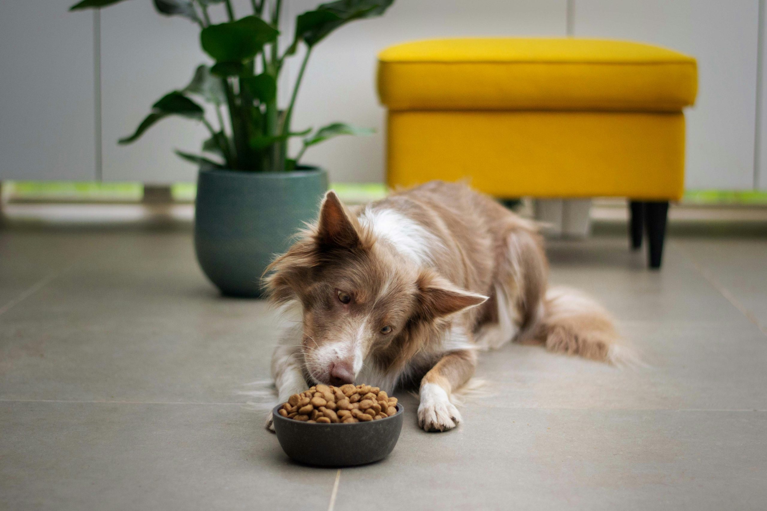 Les produits pour animaux domestiques