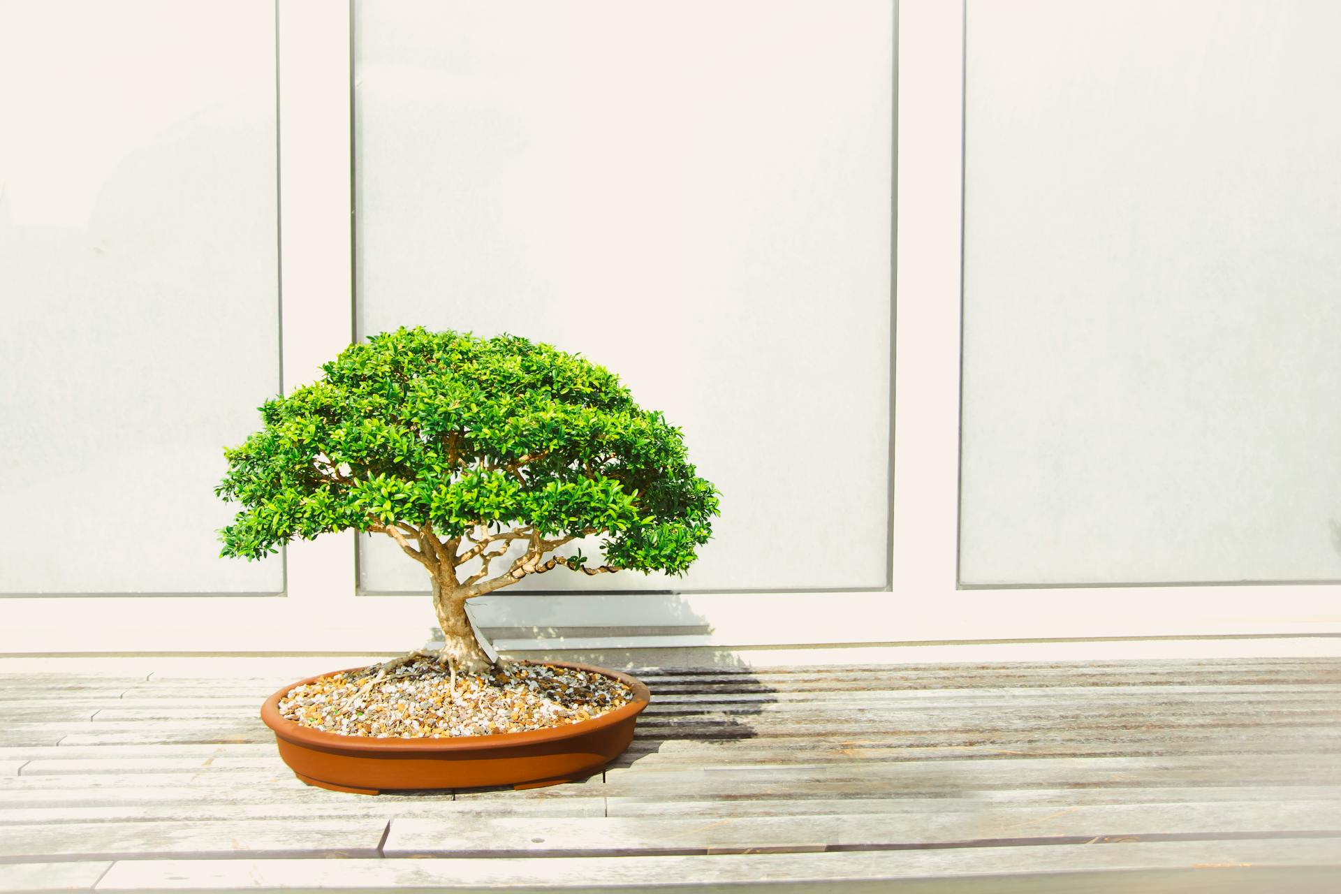 Introduce a small bonsai tree