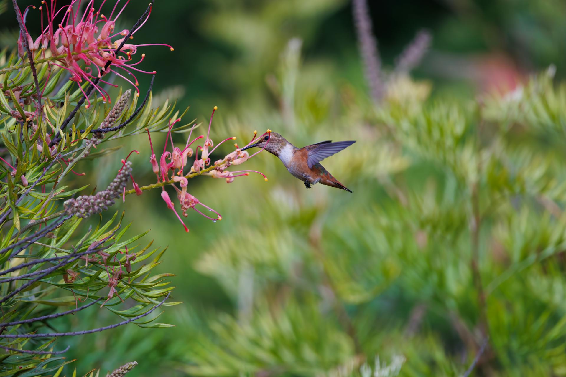 Flower-Filled Garden Patio With Hummingbirds