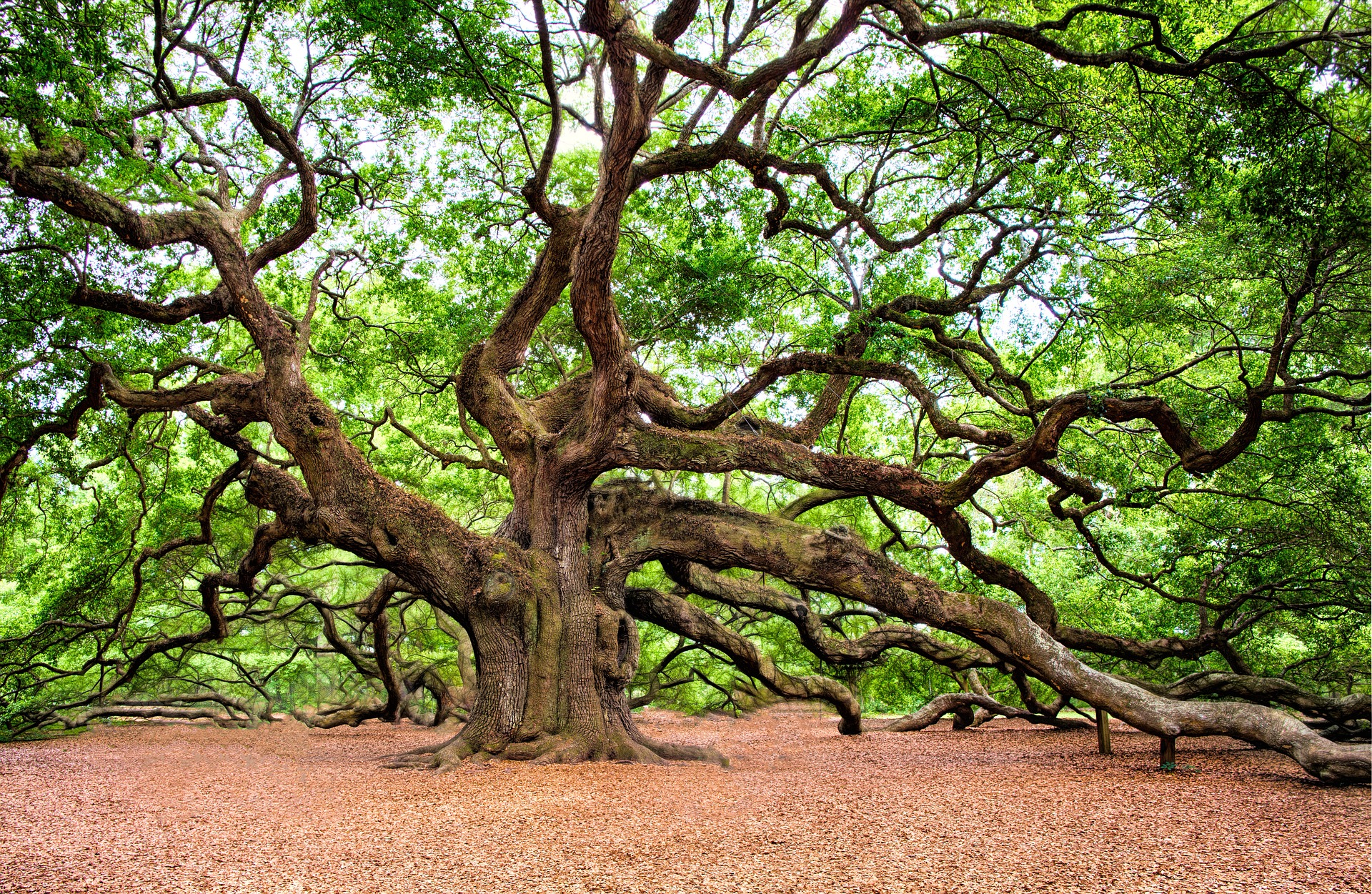 The Oak Tree