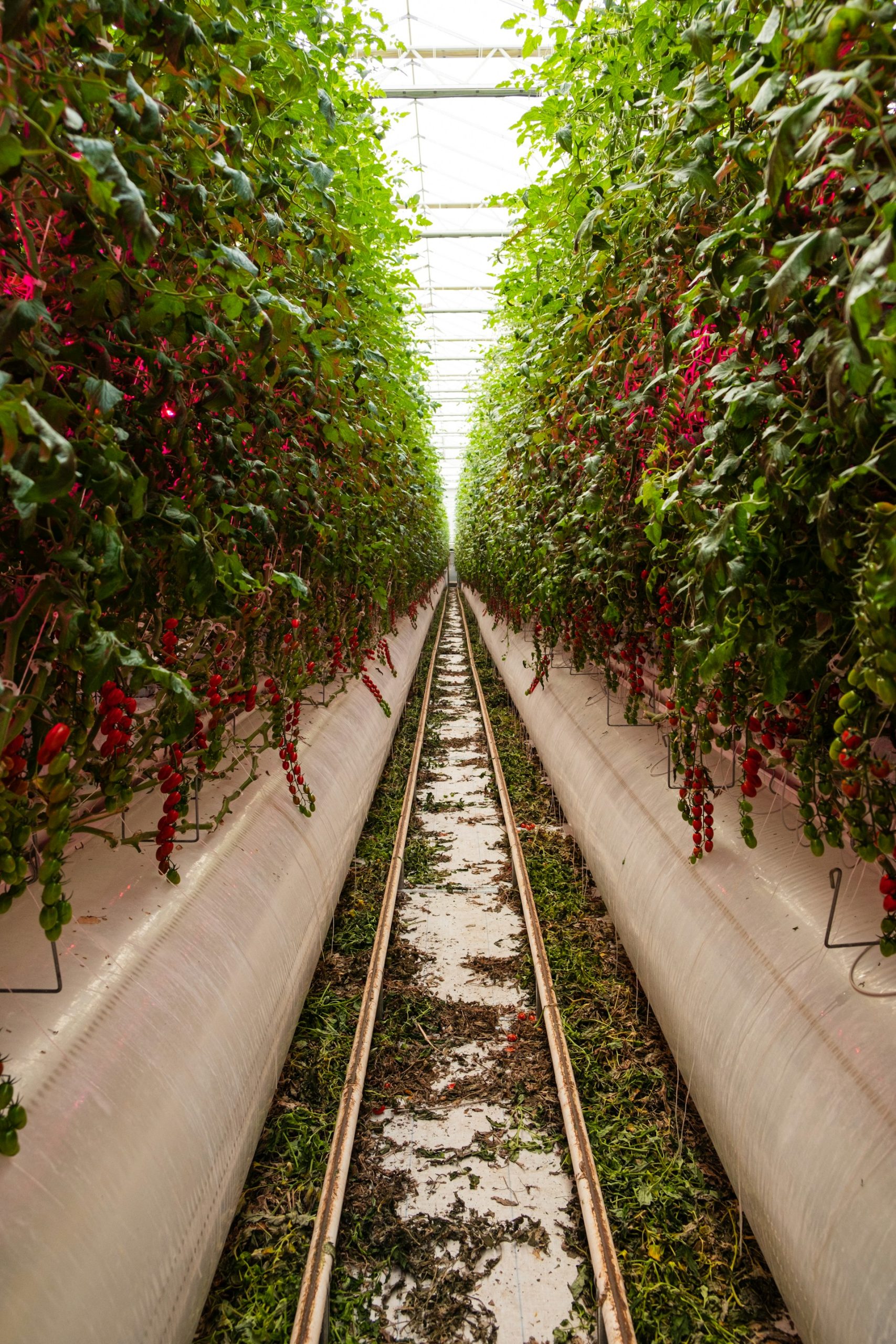 7 . Les nouvelles agricultures