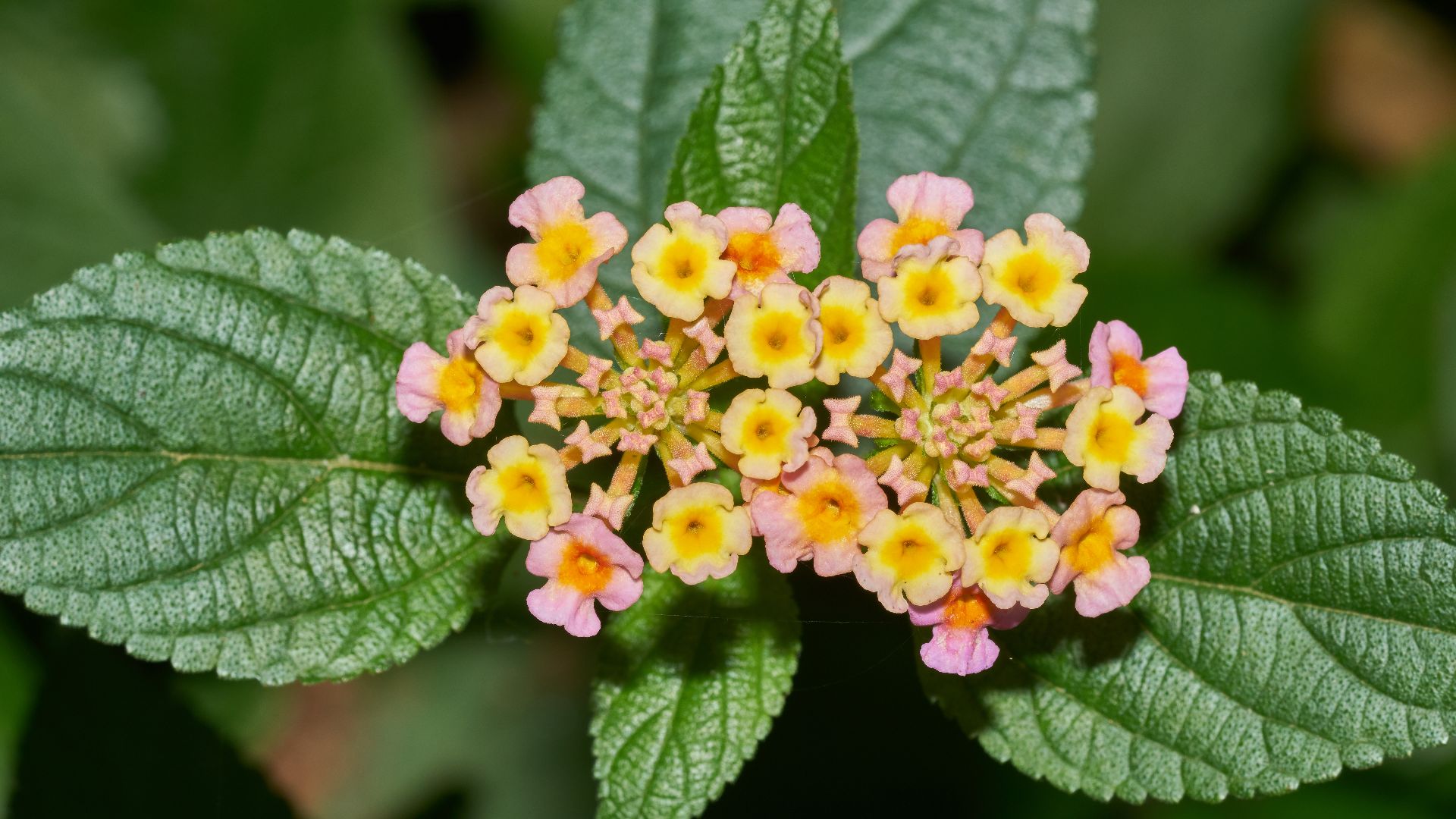 20 fleurs d’été dont vous avez besoin dans votre jardin