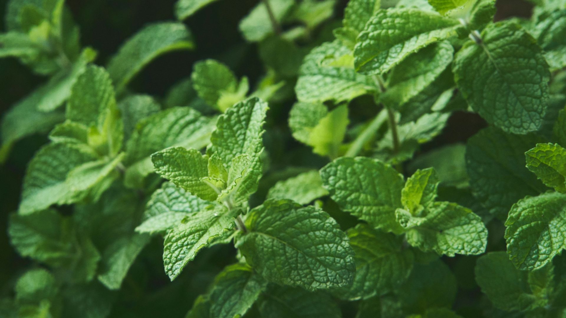 6. Herbes fraîches