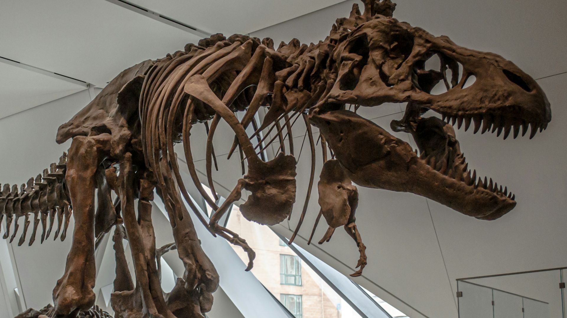 20 faits historiques sur les dinosaures que tout le monde ignore