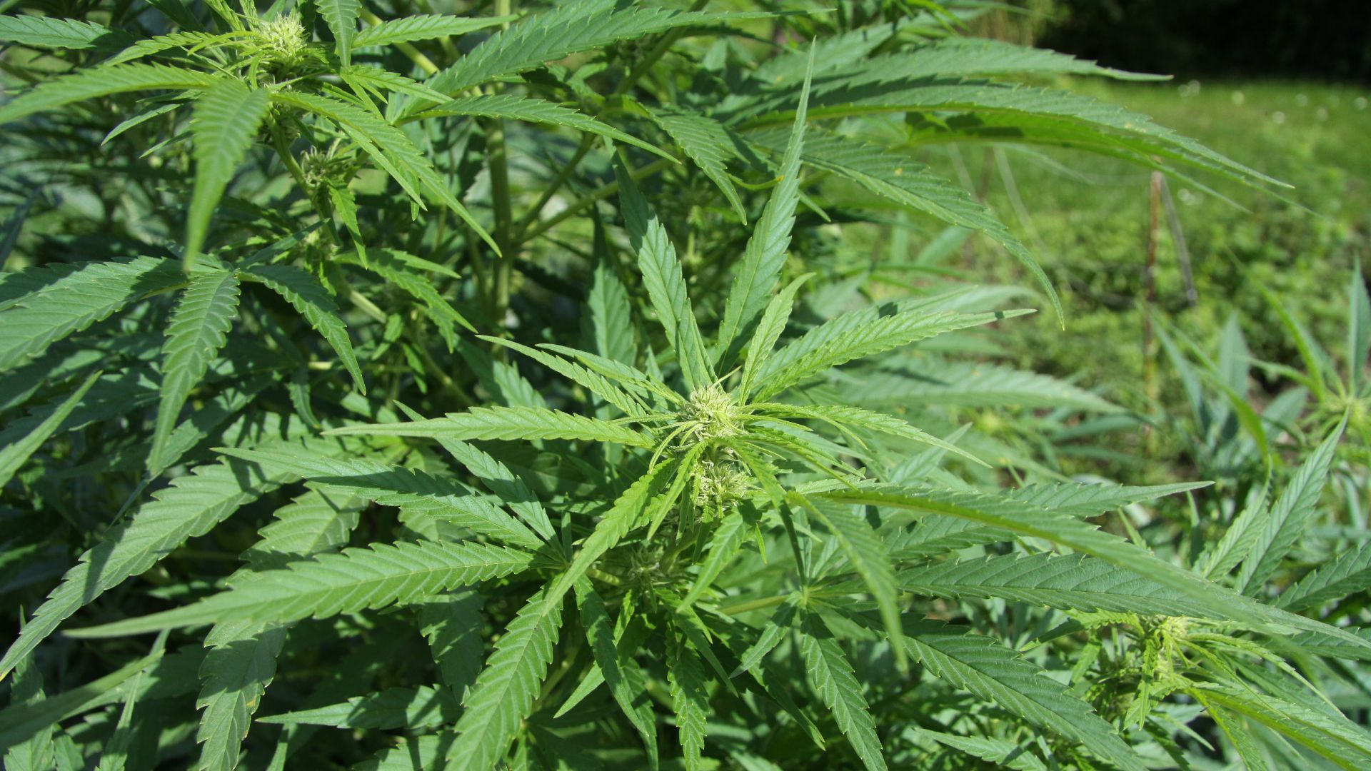 8. Licence en commerce de cannabis