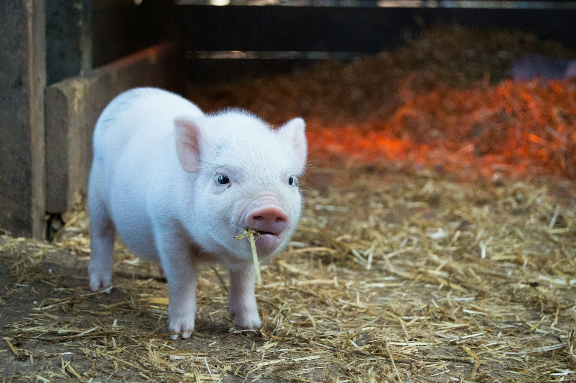 Porcs