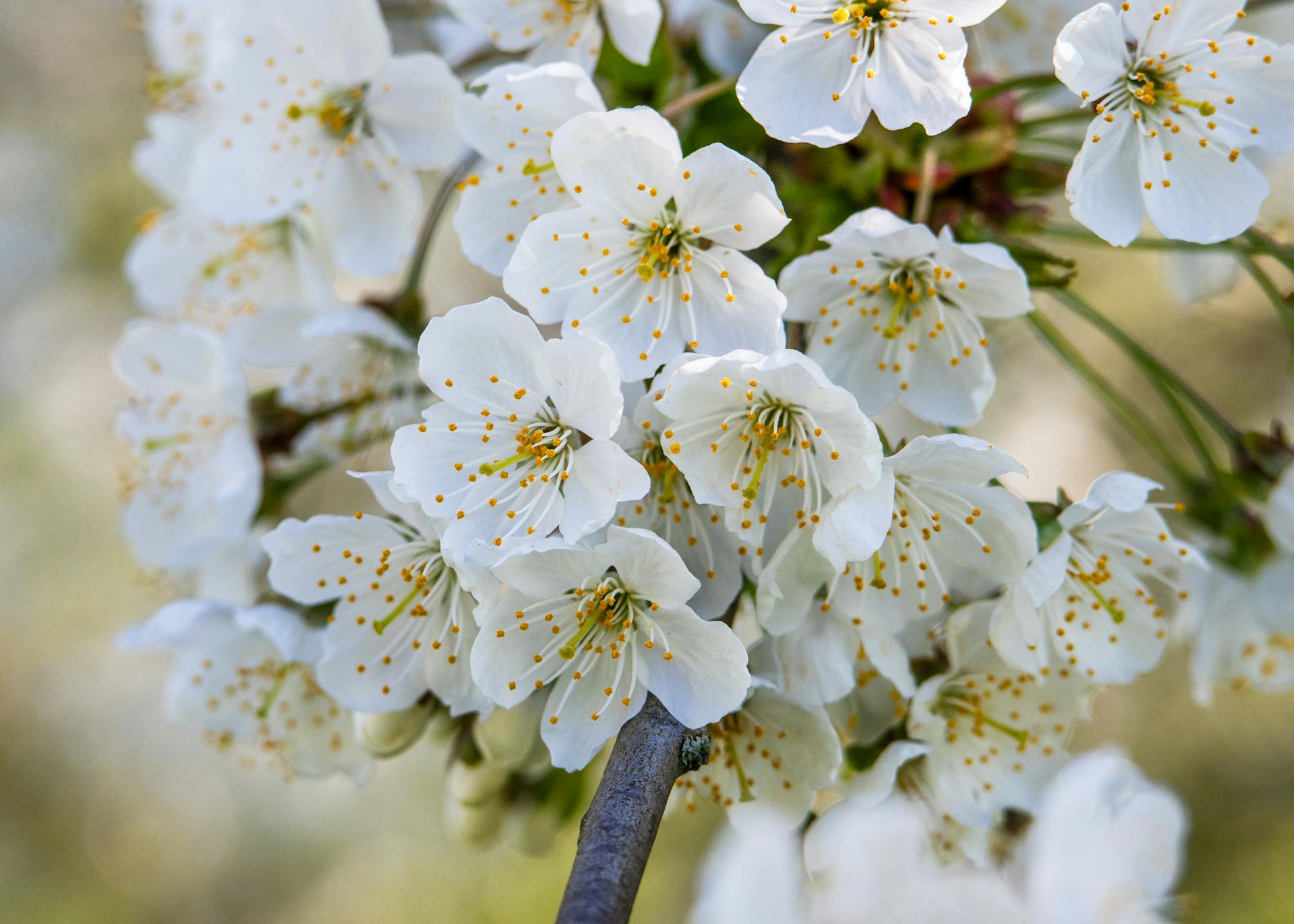 Fleurs blanches