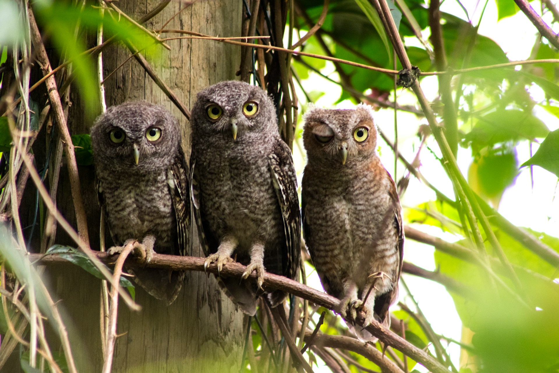 Chouettes