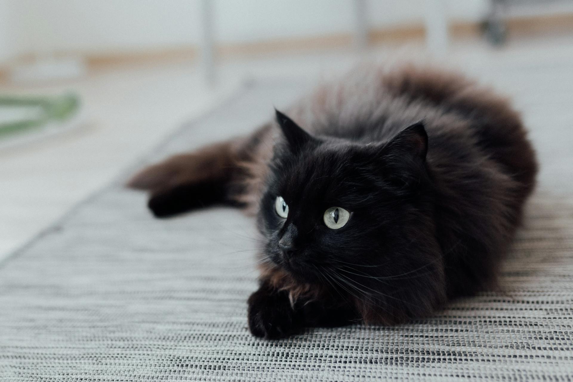 Les Chats noirs