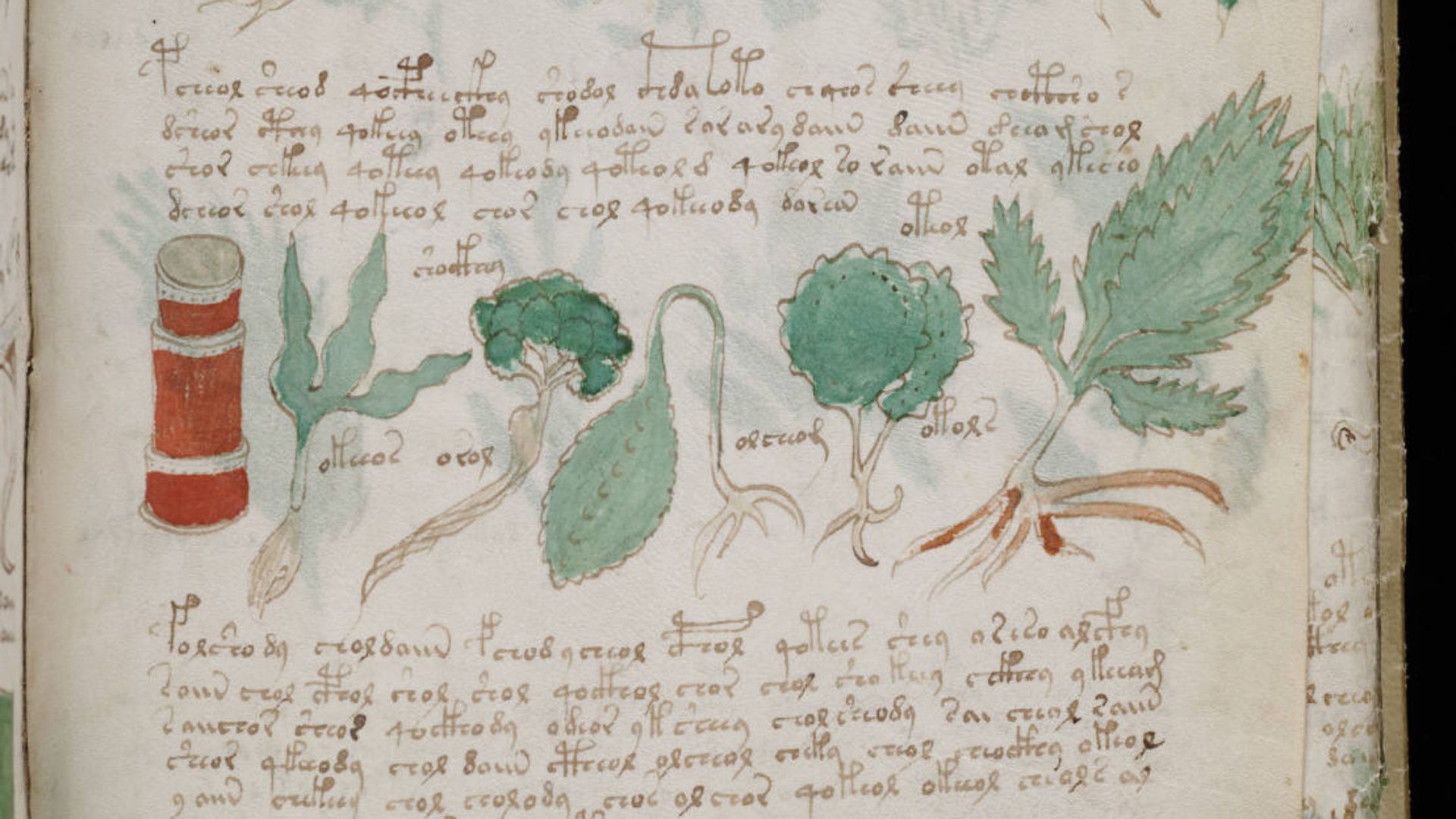 1. Le Manuscrit de Voynich