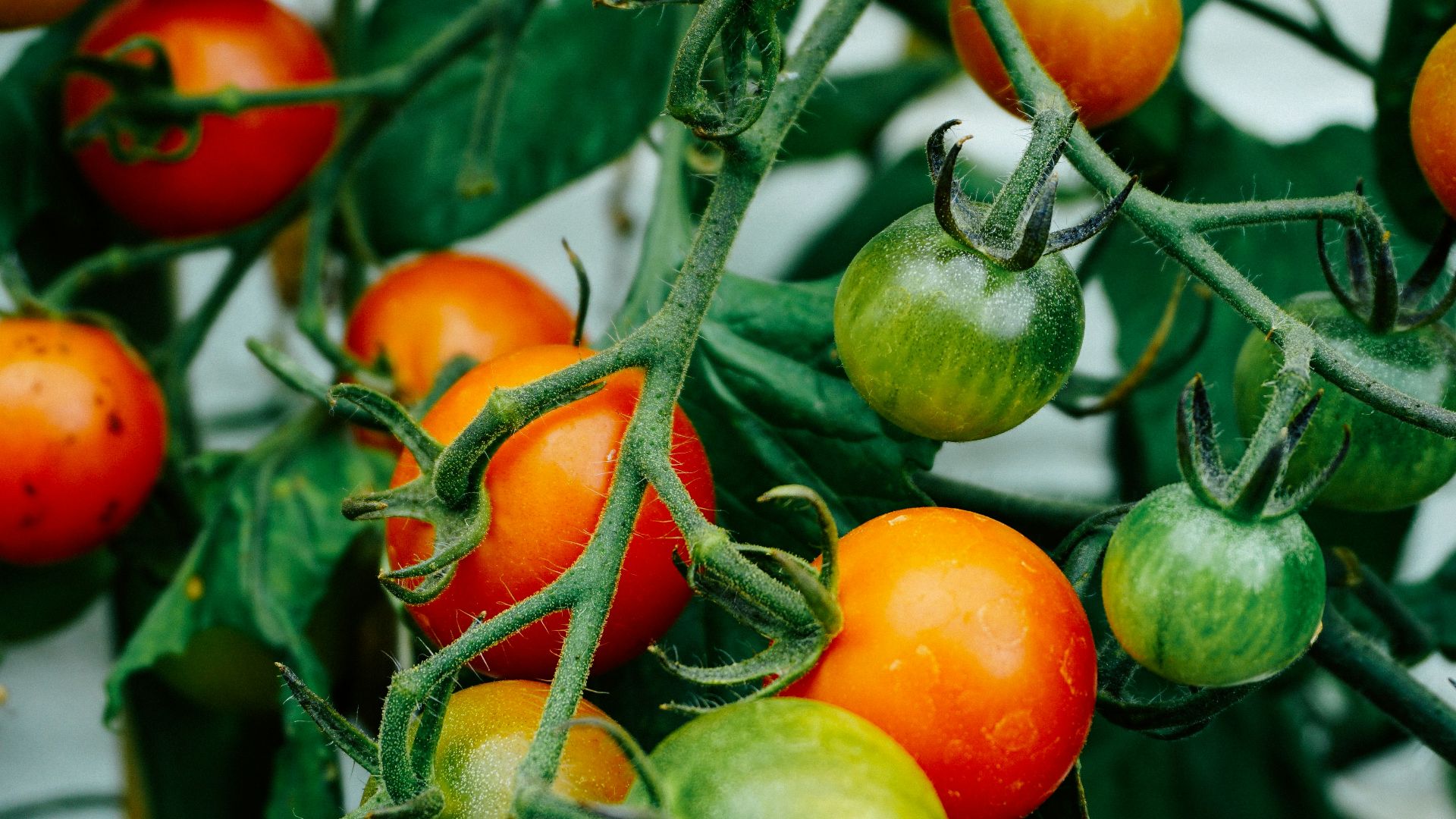 1. Plants de tomates