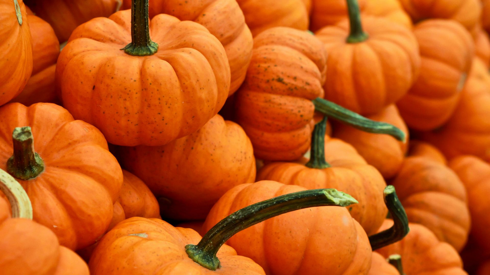 10. Citrouilles