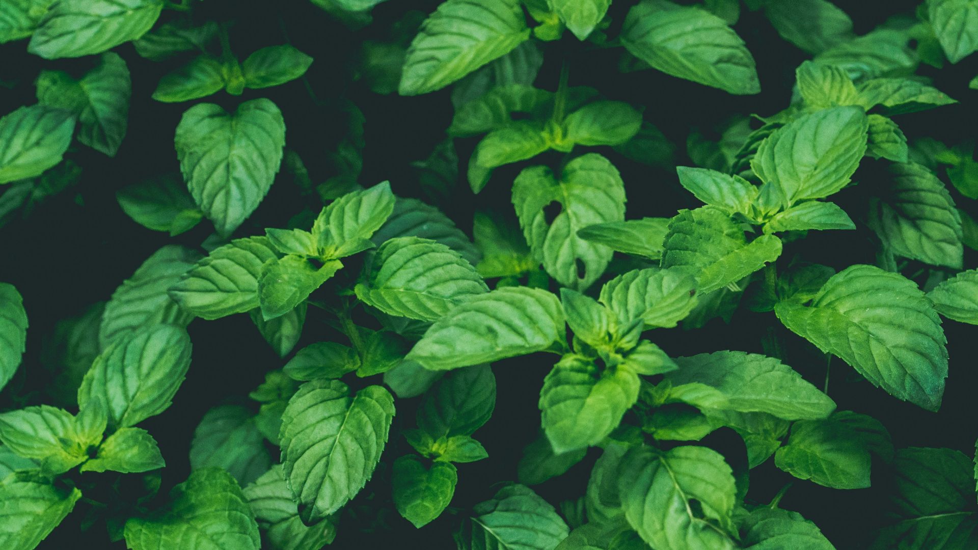 11. Menthe
