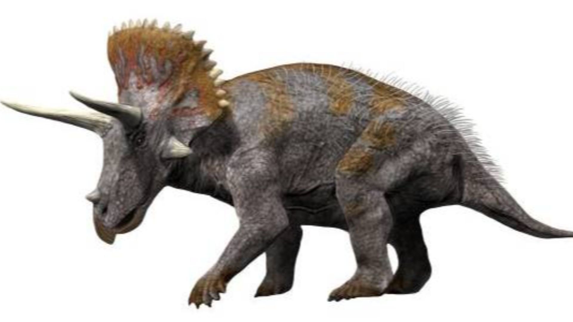 4. Triceratops