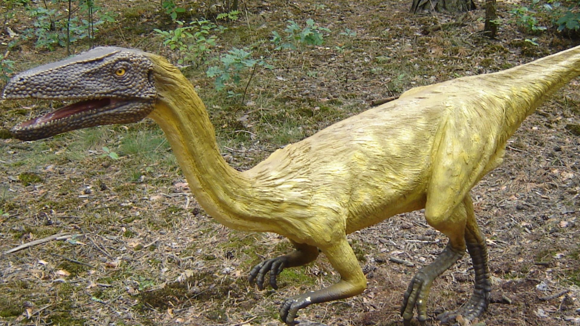 16. Coelophysis
