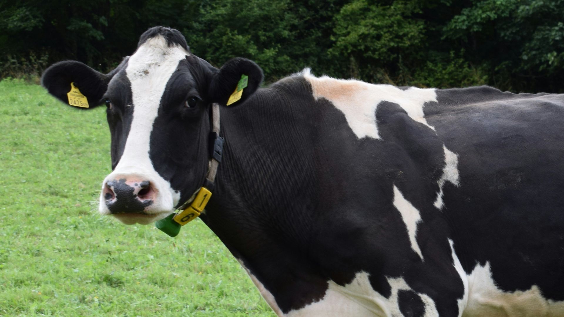 10. Fermes à viande