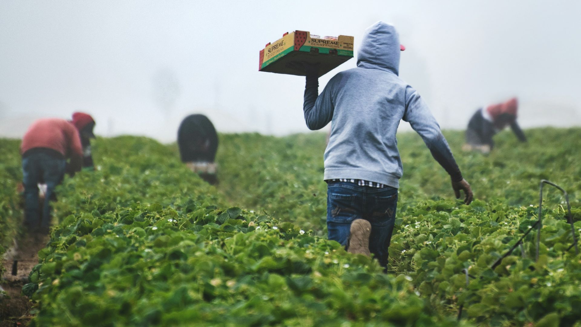 19. Agriculteurs