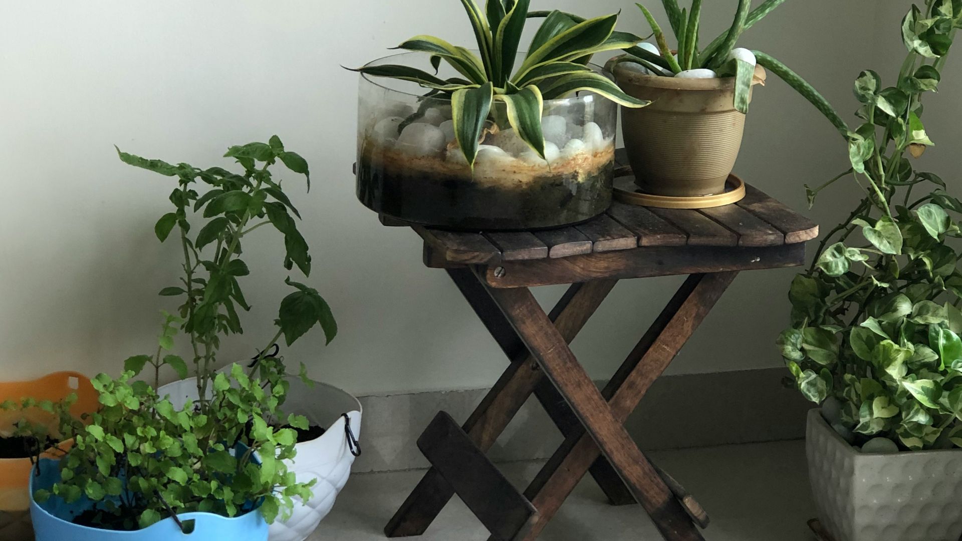 8. Coins pour plantes d'intérieur