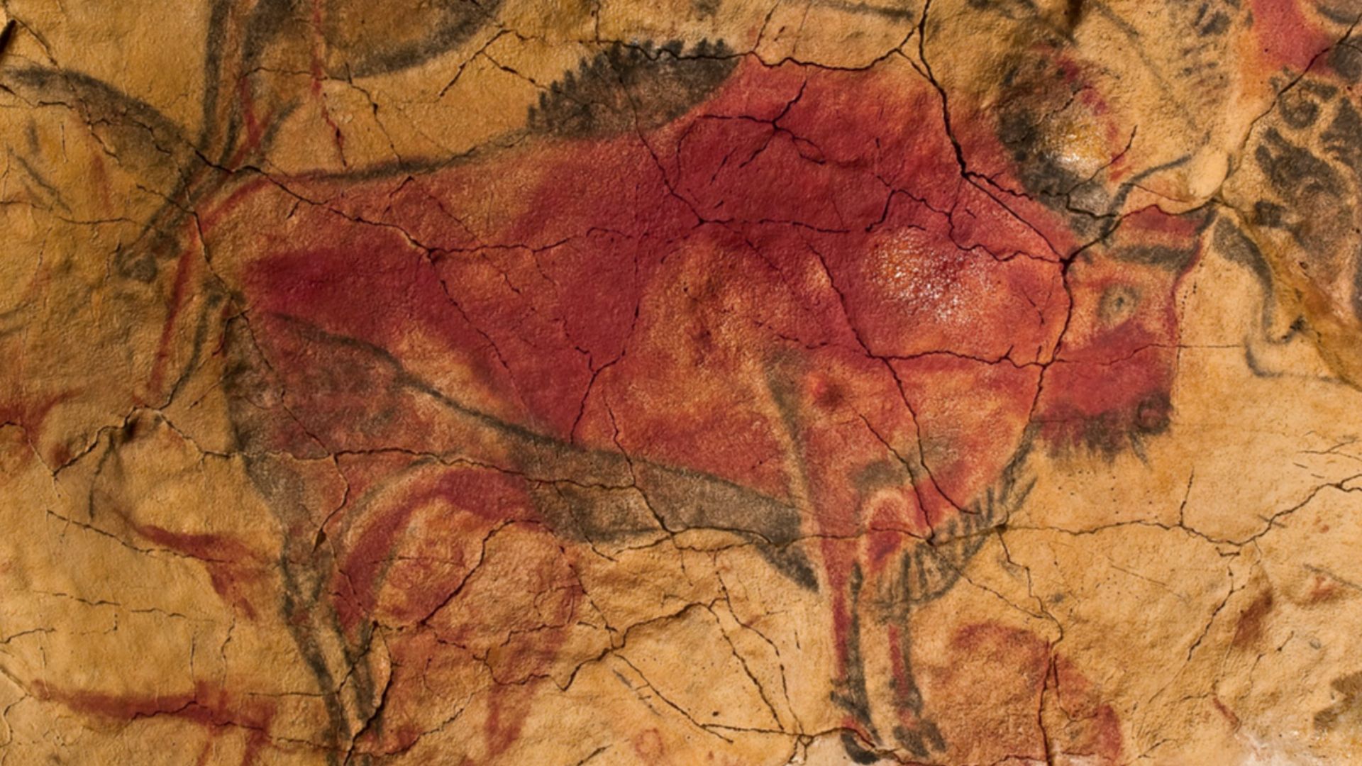 6. Troupeau de bisons d'Altamira