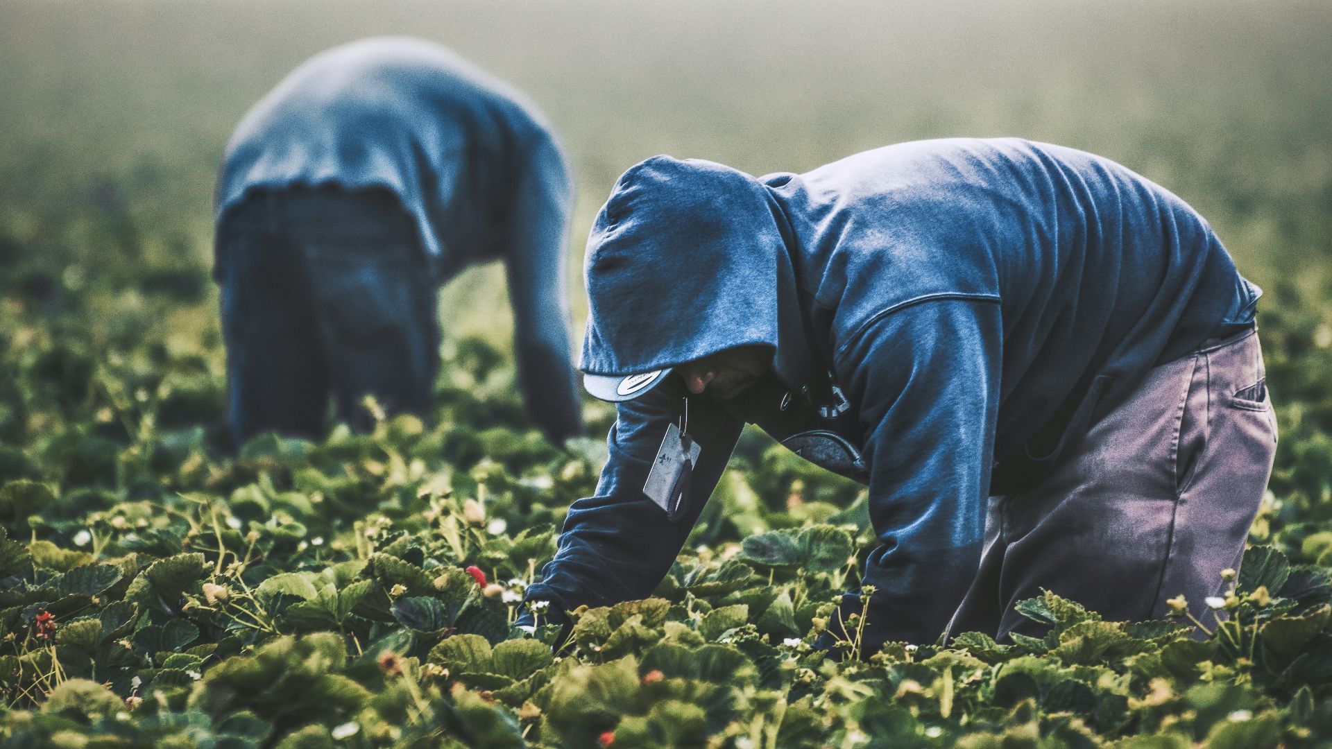 6. Travailleur agricole