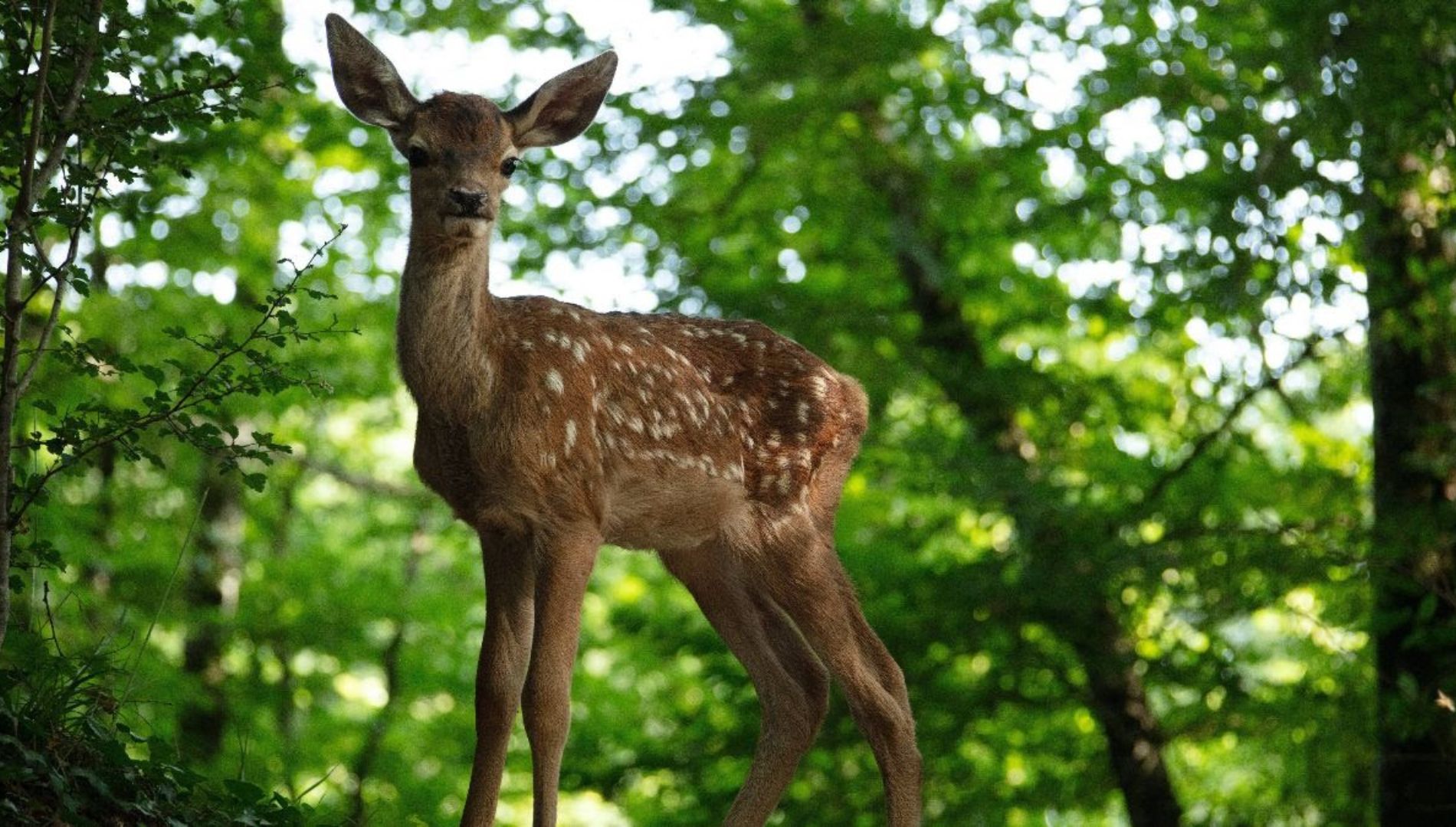 Bambi: A Tale of Life in the Woods