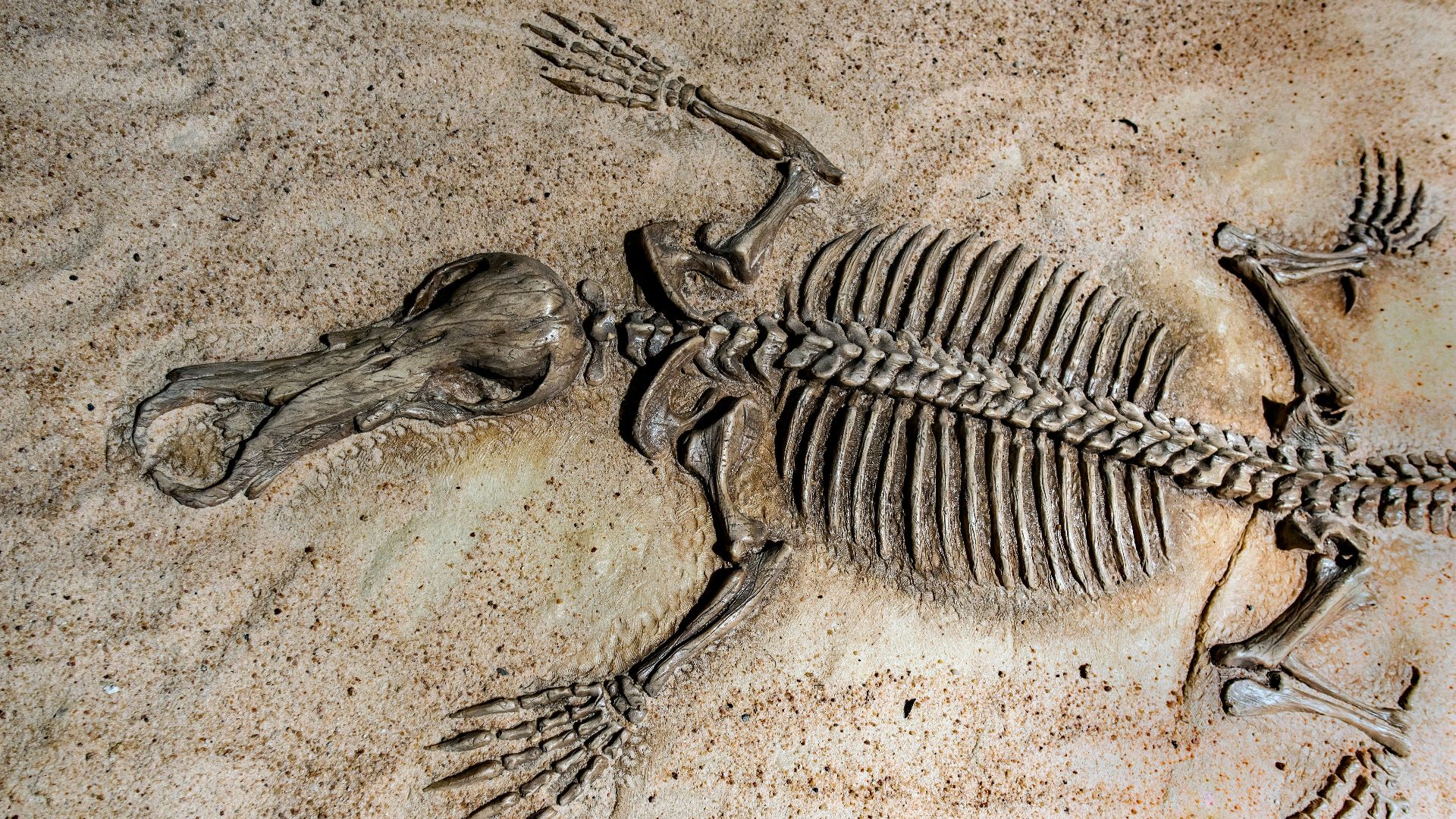 Ce qui se cache sous la terre : Les 20 fossiles les plus intéressants jamais découverts