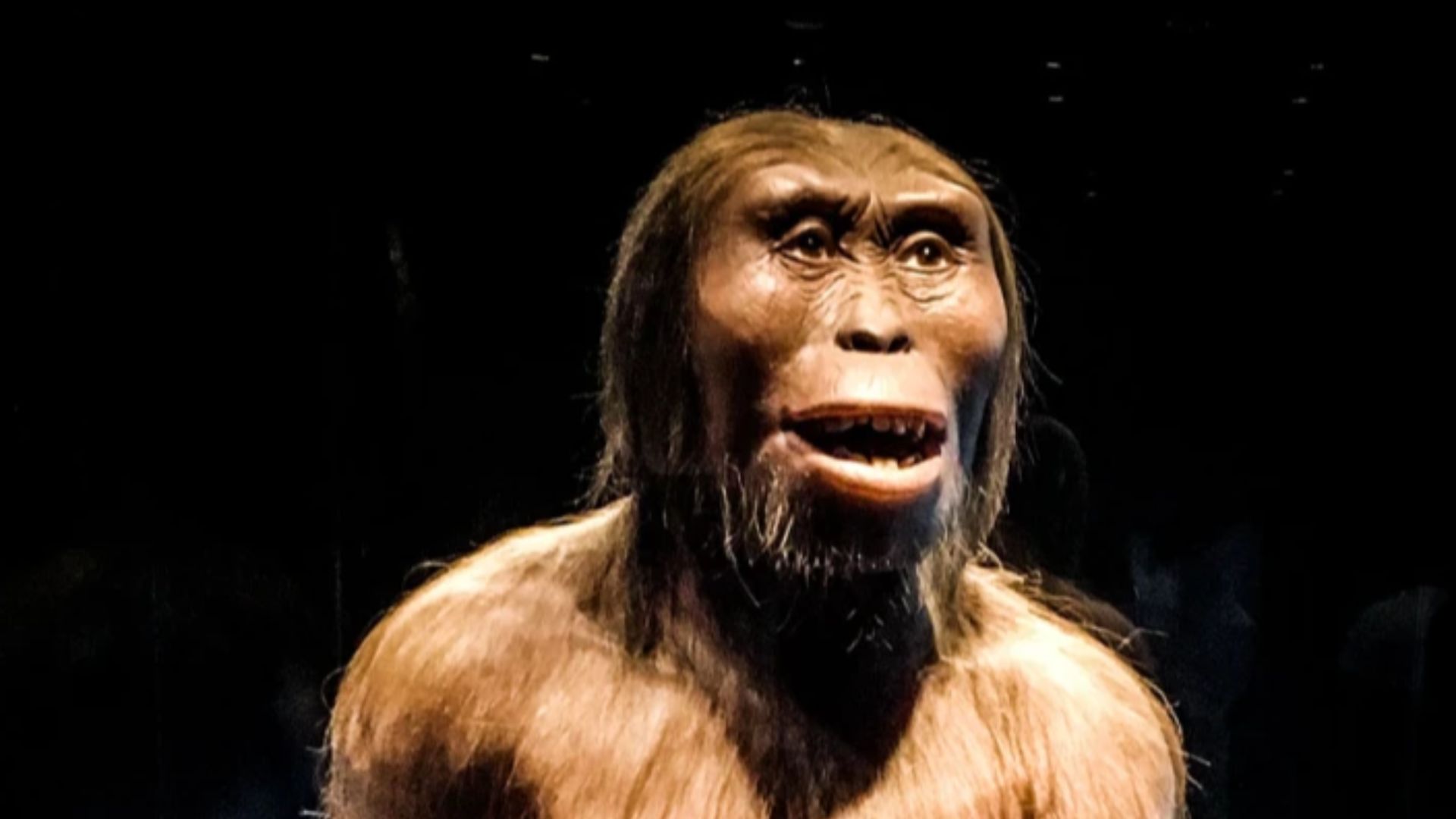 2. Lucy : l'hominidé qui marche
