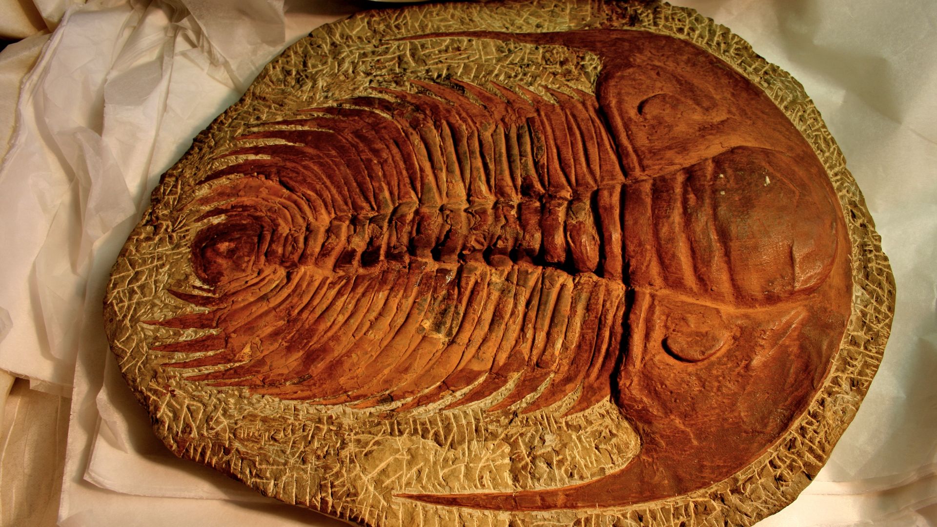 5. Trilobite à yeux composés