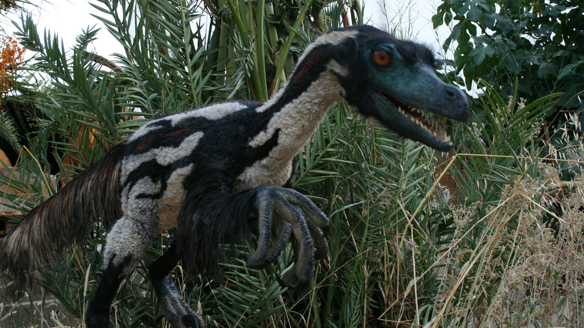 8. Vélociraptor avec une blessure par arme blanche