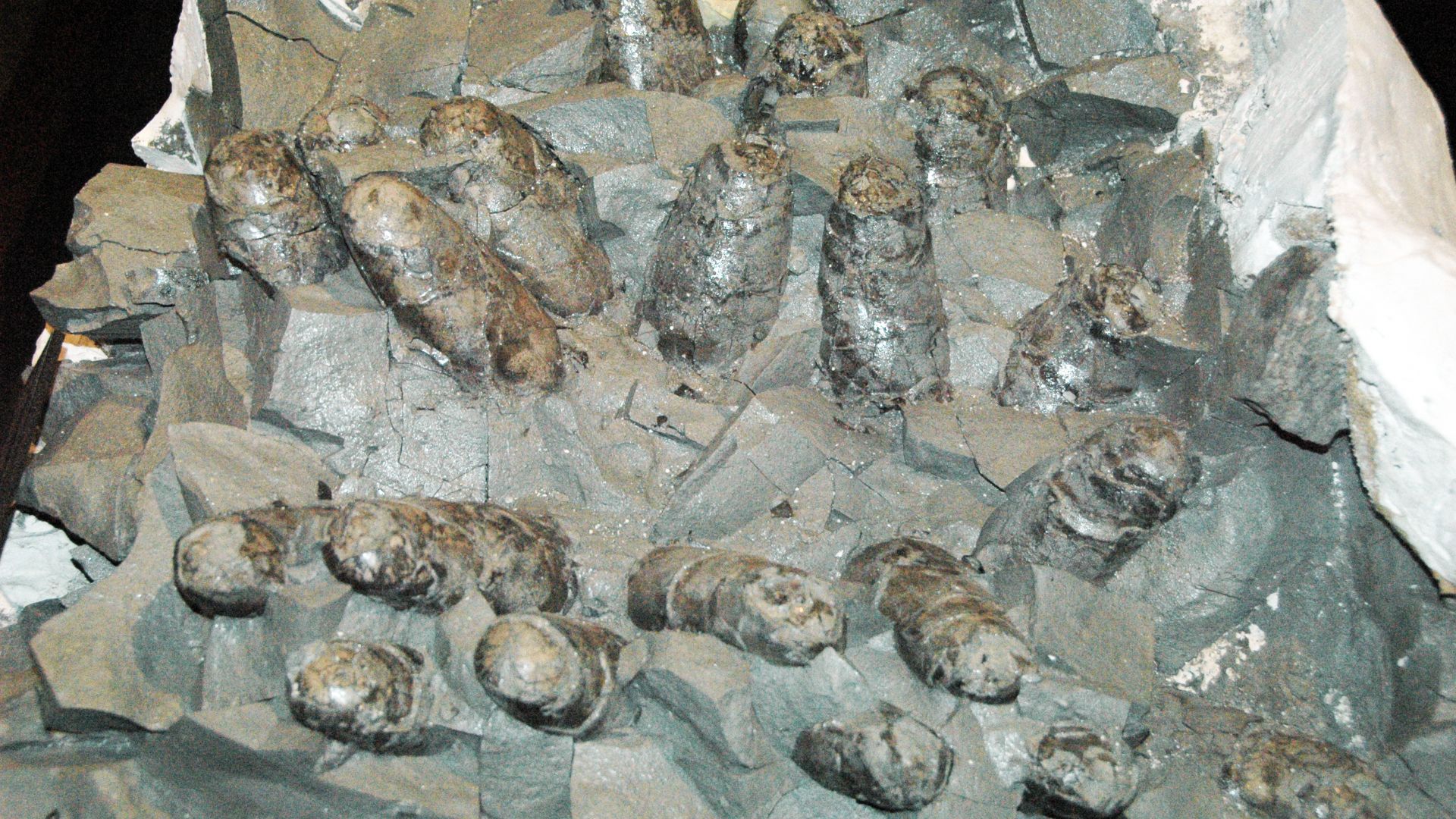 9. Nid de dinosaure fossilisé avec des oeufs