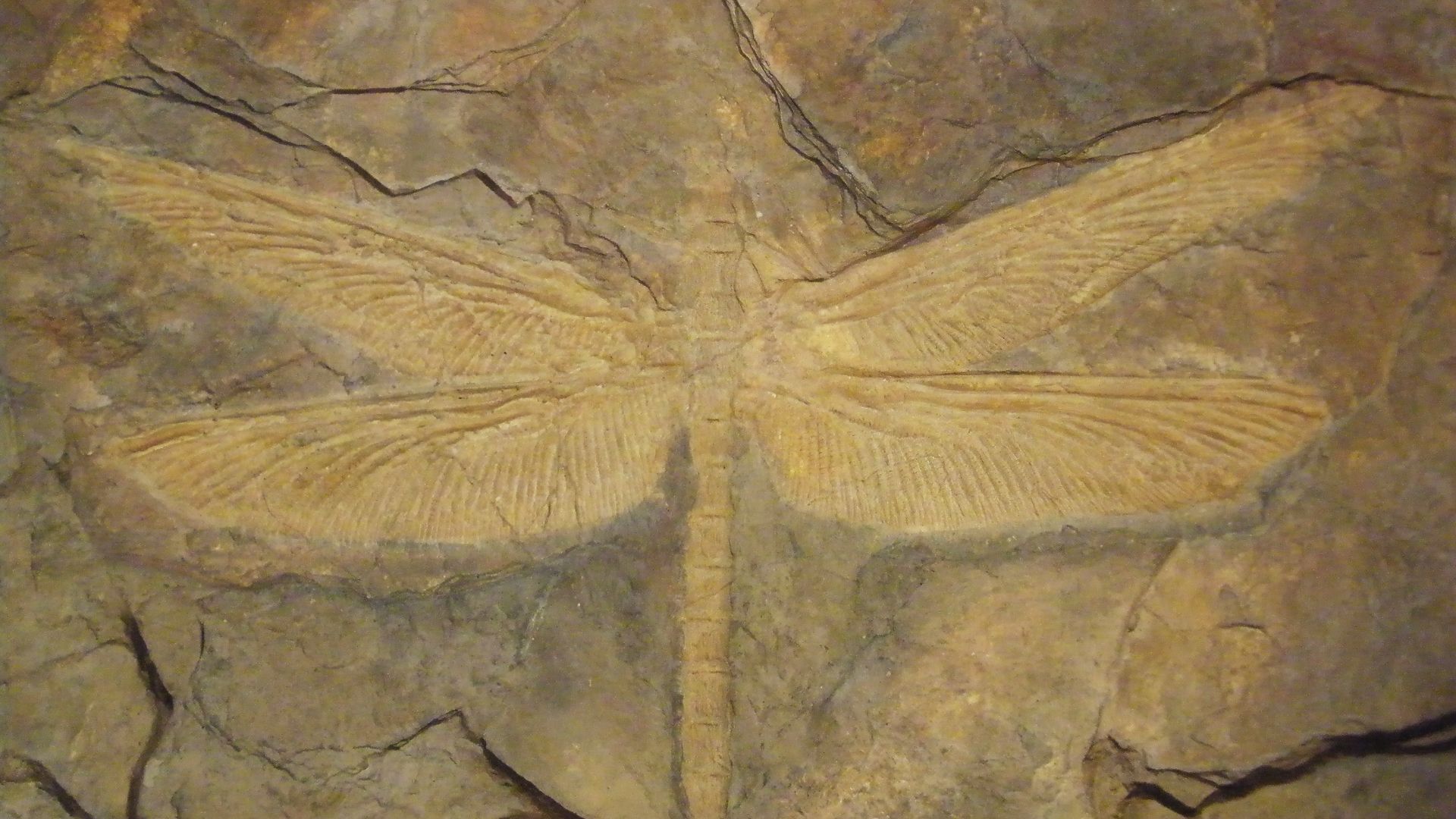 10. Ailes de libellule gigantesques