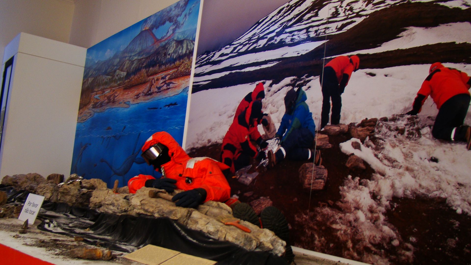 12. Forêt fossilisée en Antarctique
