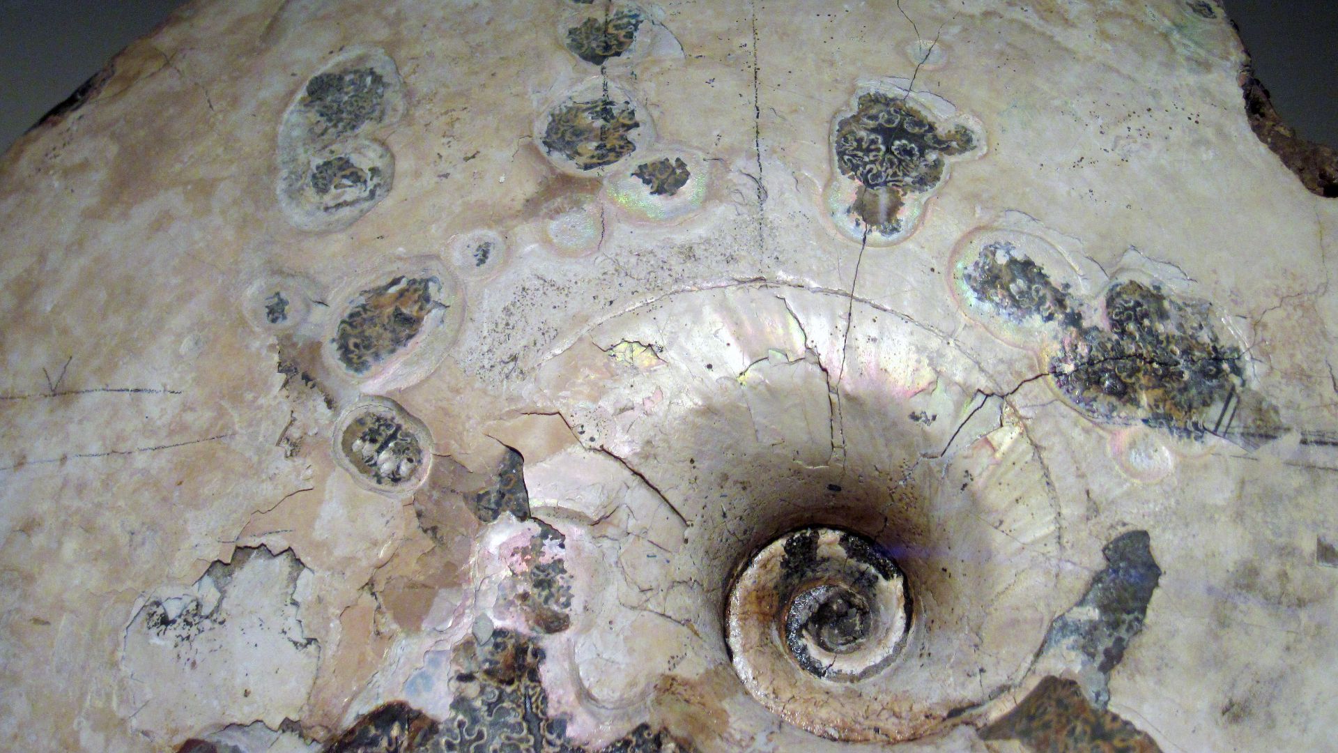 13. Ammonite avec marques de morsure