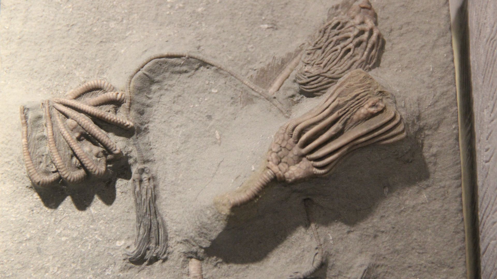 14. Crinoïdes d'anciens fonds marins