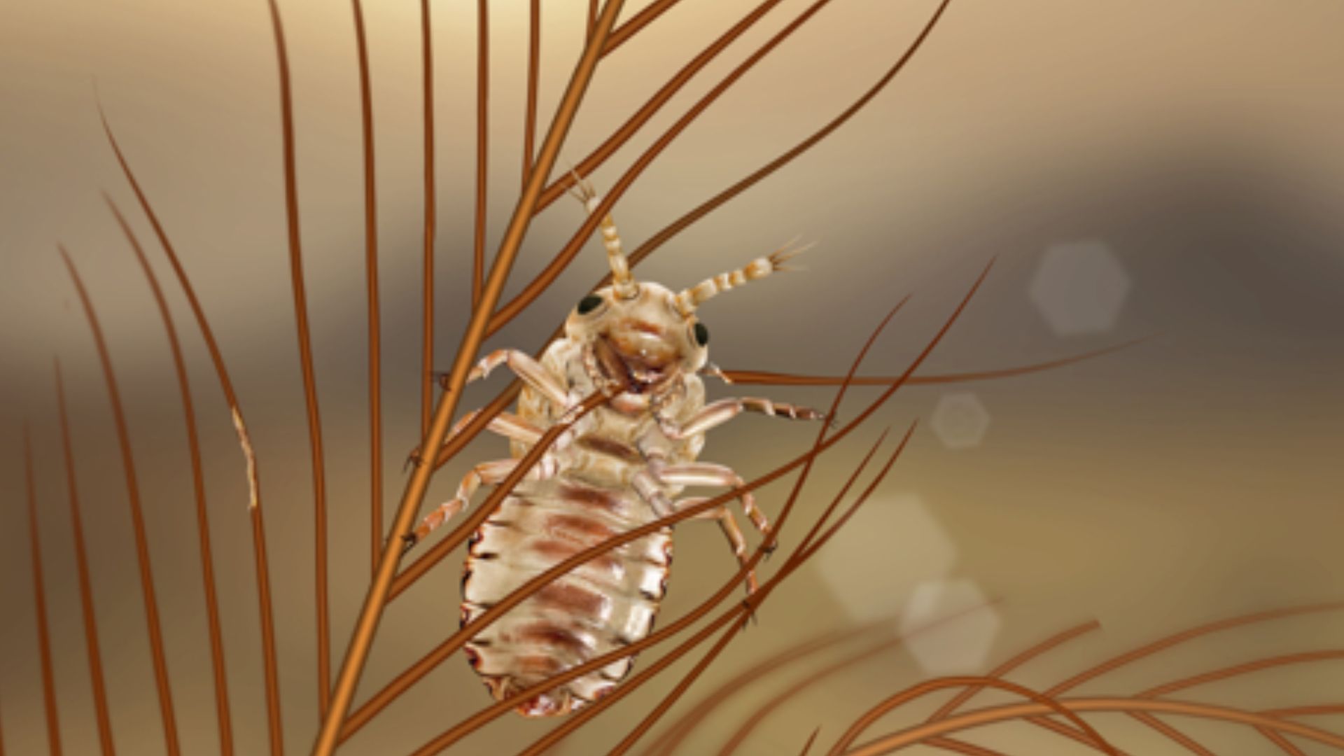 17. Insecte avec un morceau de plume