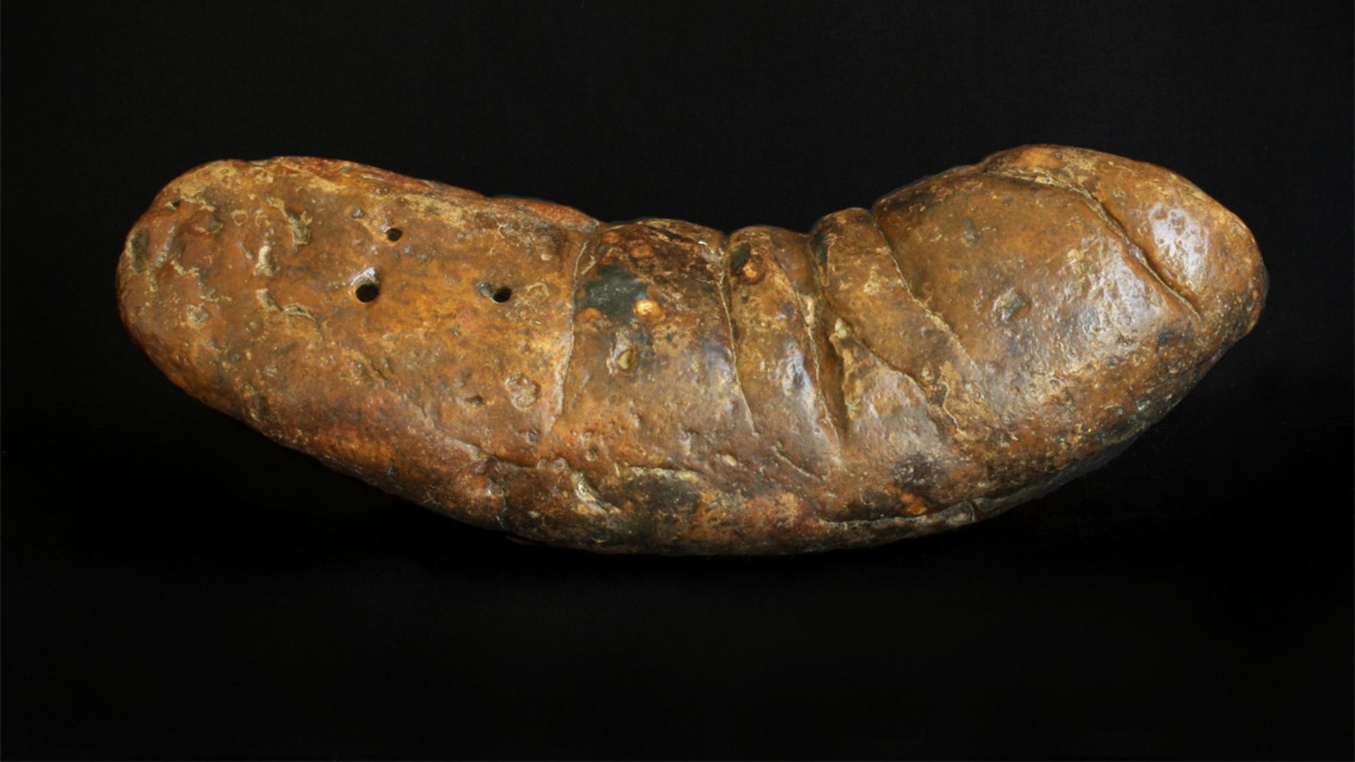 19. Fèces fossilisées avec parasites
