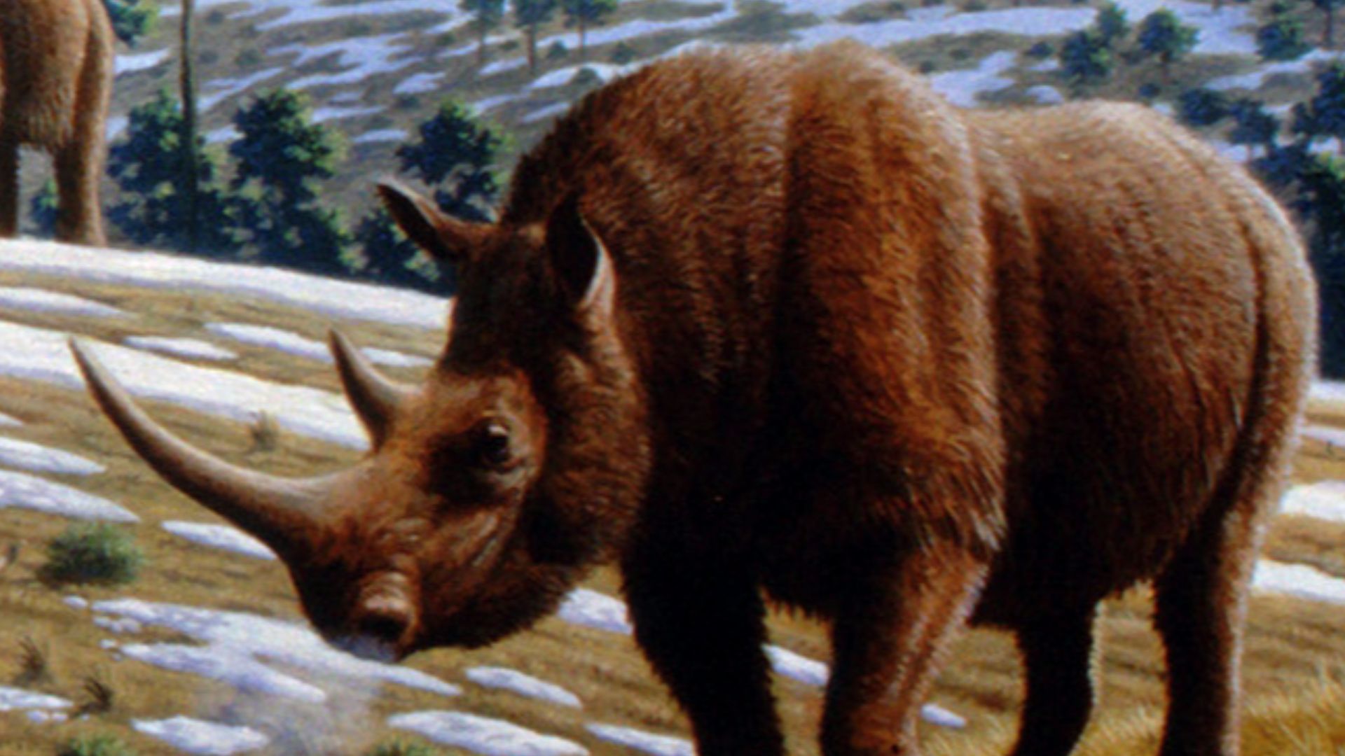 20. Crâne préservé de rhinocéros laineux
