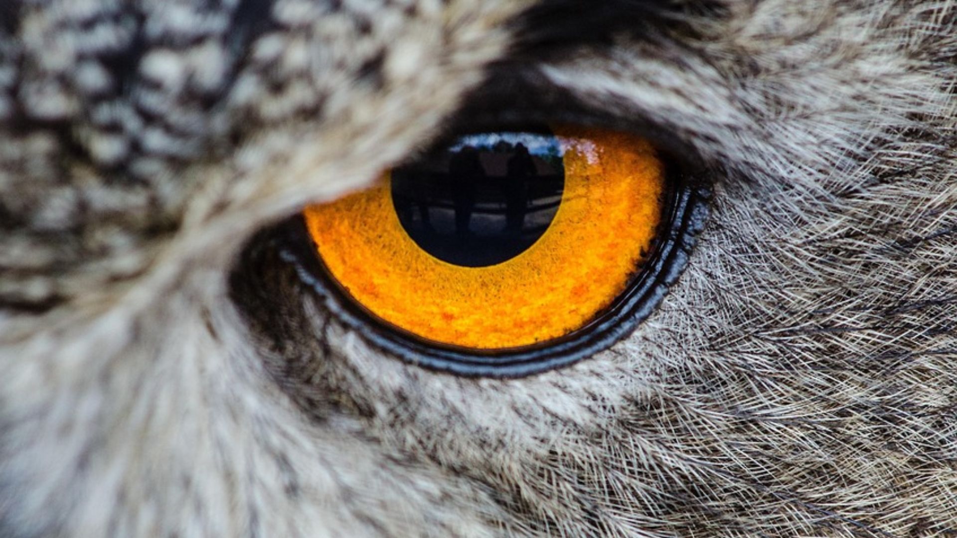 Yeux jaunes