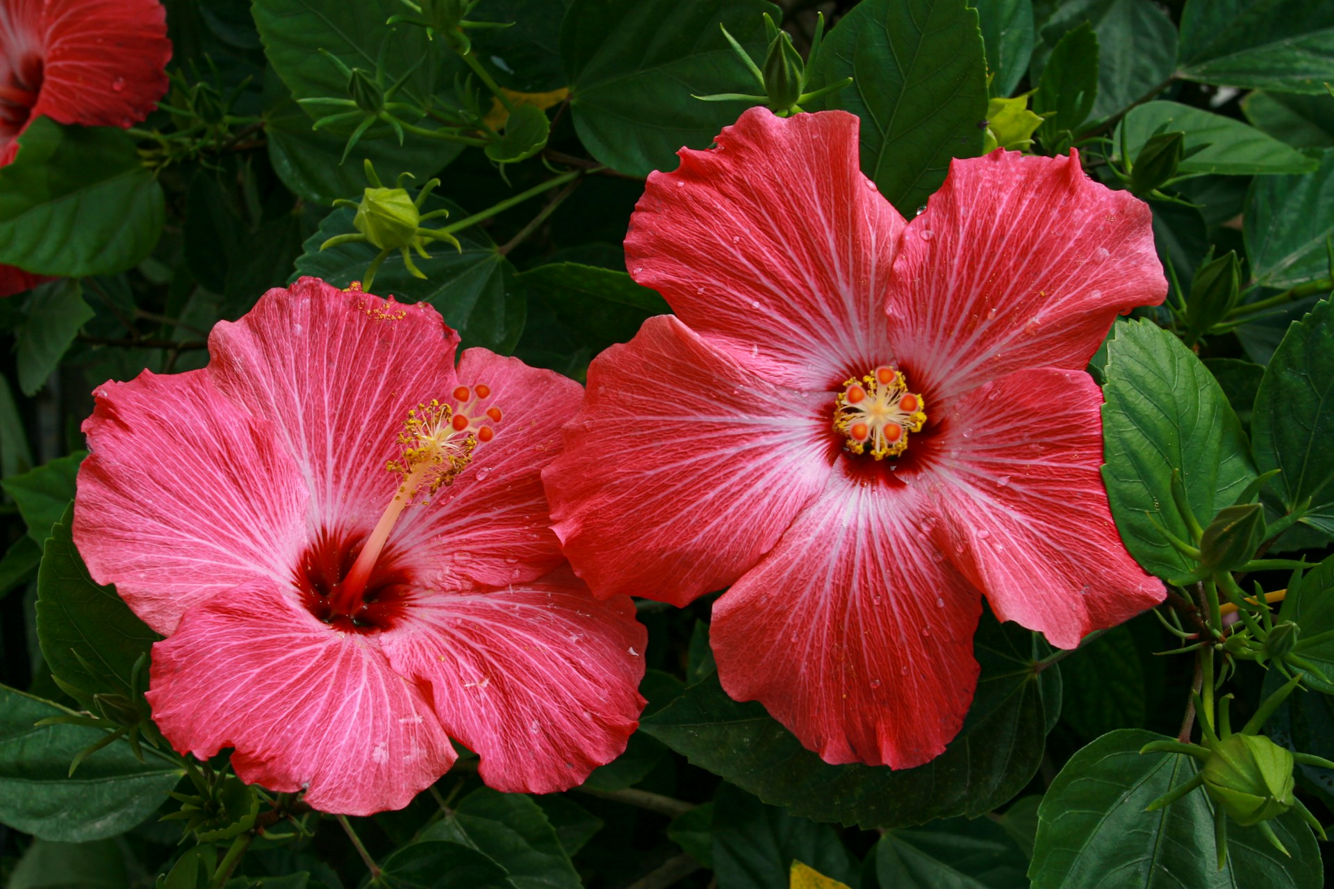 Transport Yourself to a Tropical Getaway