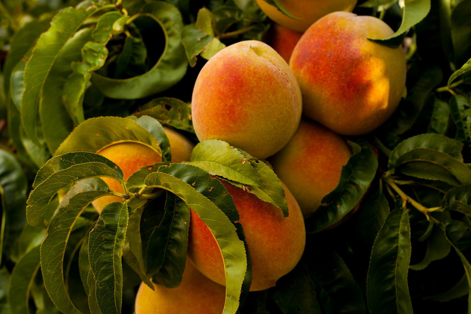 Bite Into a Juicy Peach