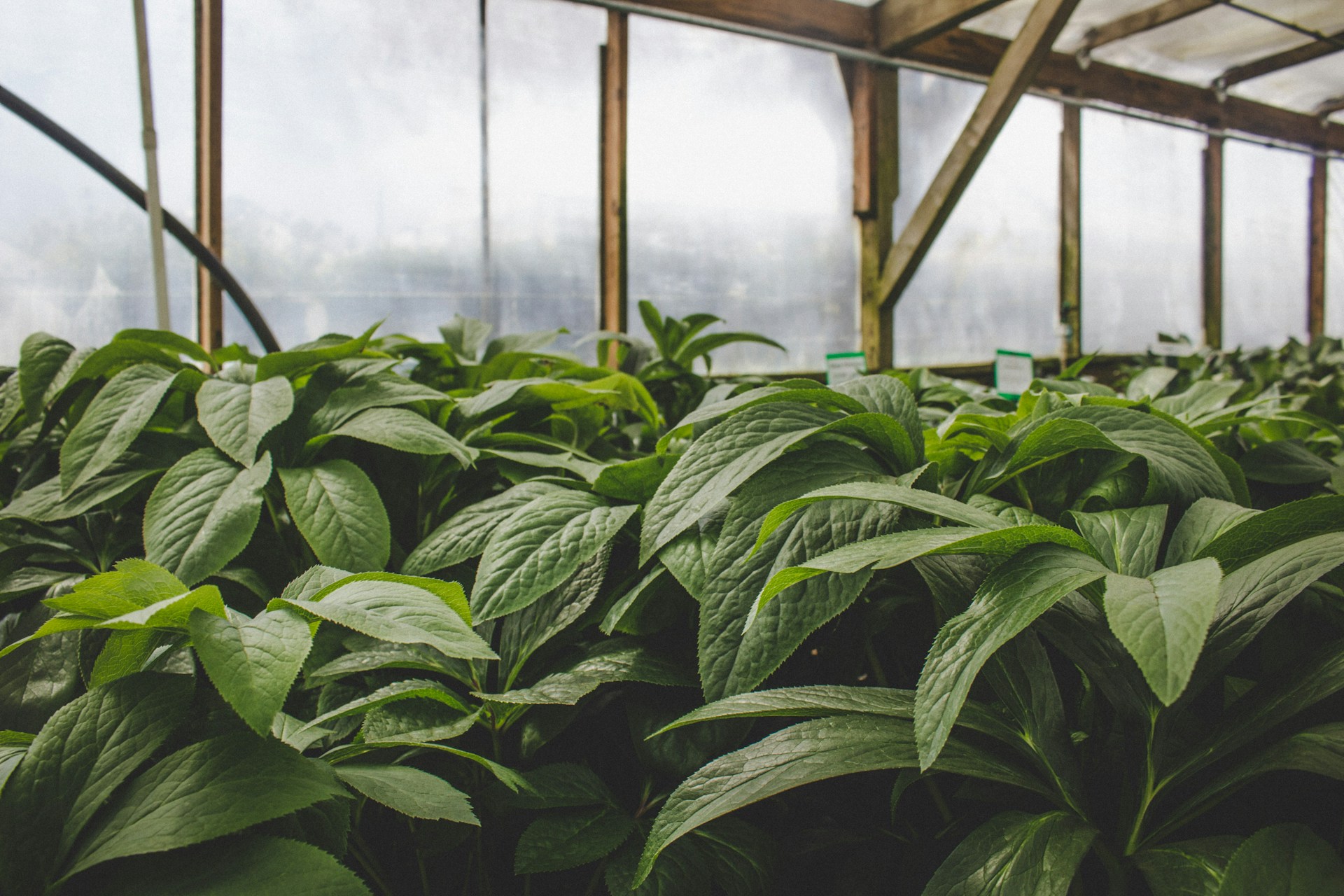 Step Into a World of Greenery