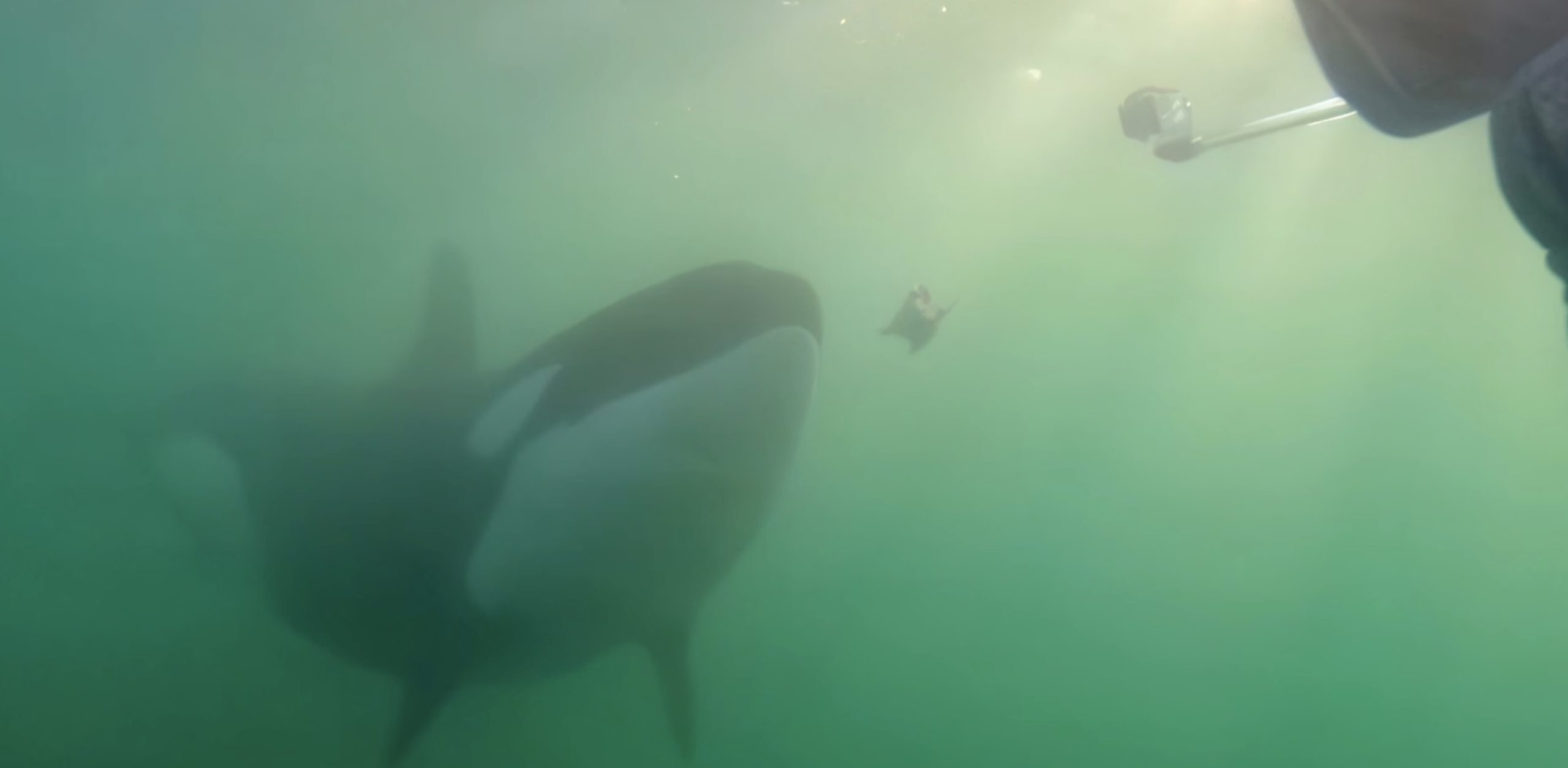 Un moment figé sous l’eau