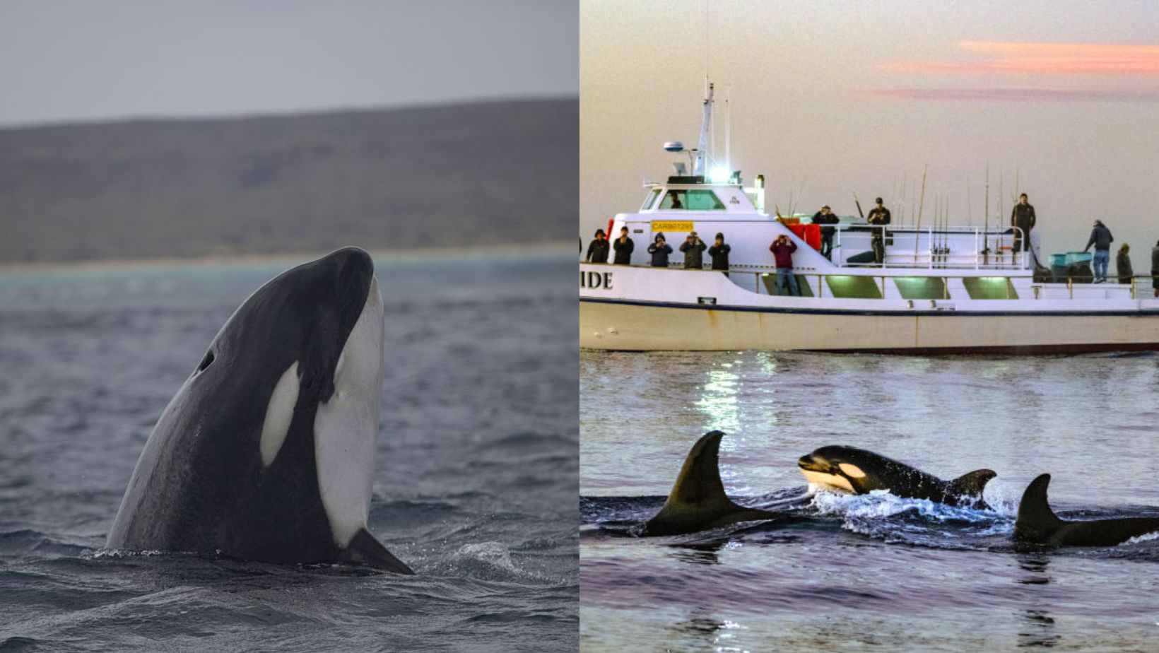 Orcas are offering food to humans and experts are fascinated