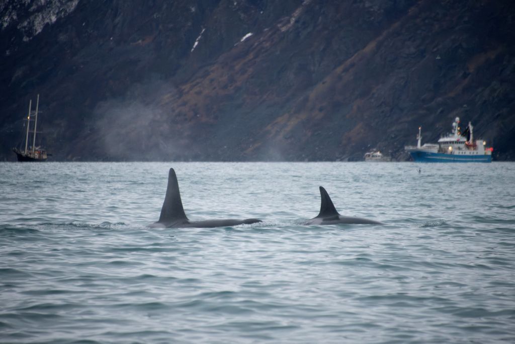 18 species offered by orcas