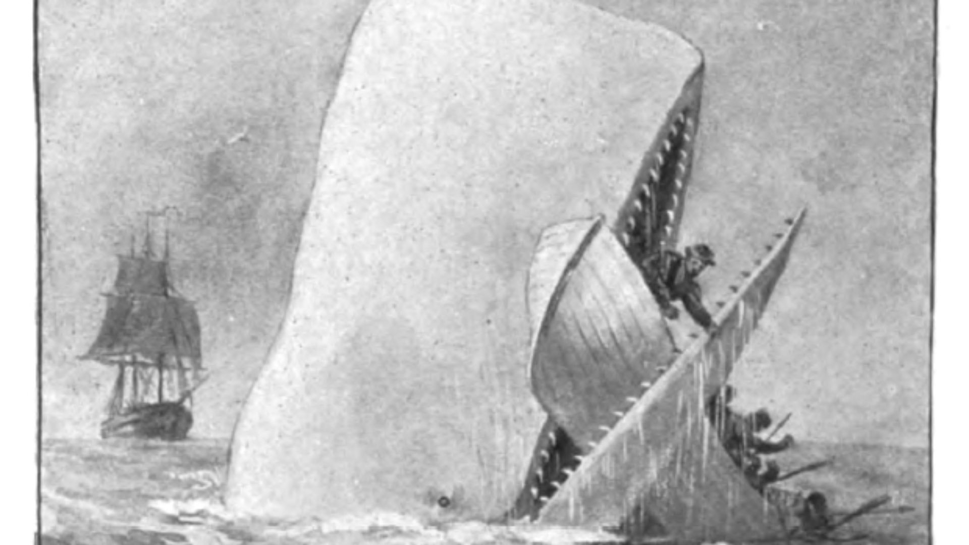 11. Le naufrage d'un navire baleinier a inspiré Moby-Dick