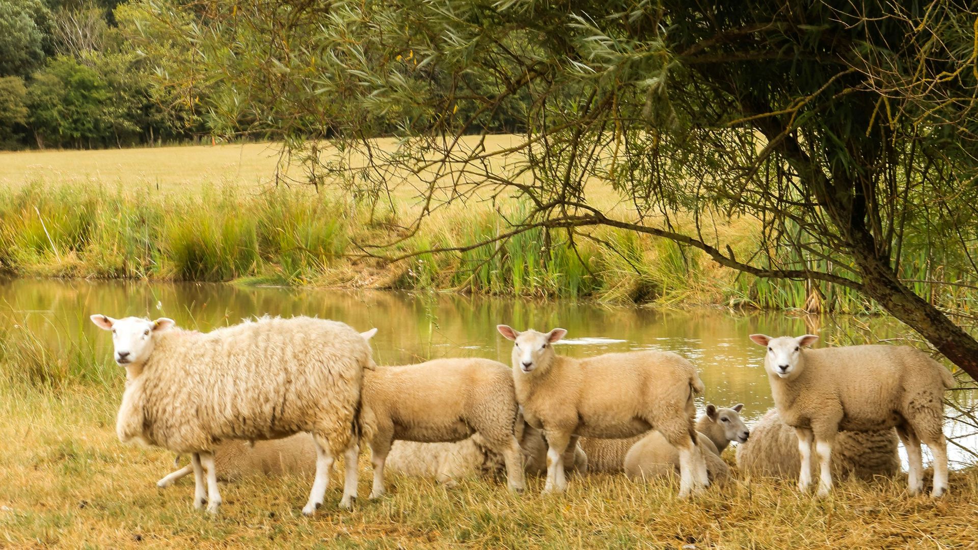 4. Les agneaux poussent sur les arbres