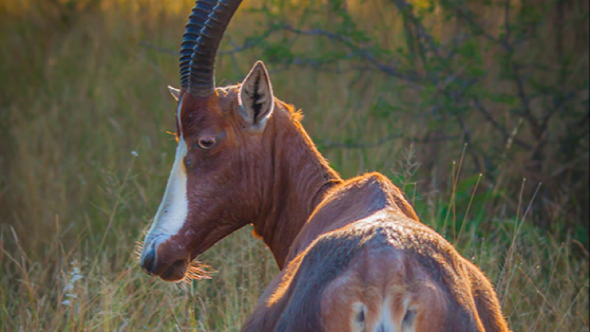 3. L'antilope Bontebok