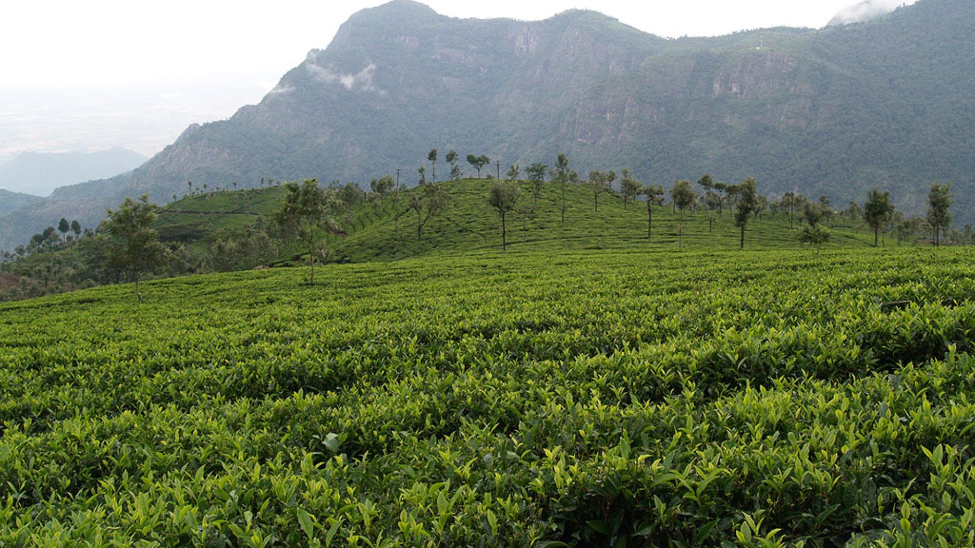 16. Le café a favorisé l'expansion de l'agriculture coloniale