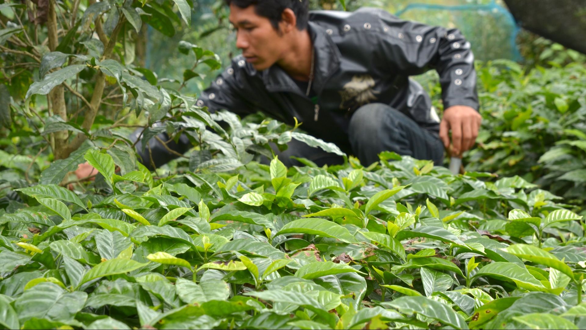 19. Le café a remis en question les pratiques environnementales mondiales