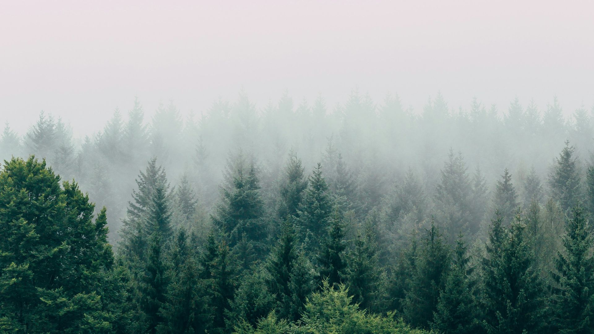 3. Forêts historiques